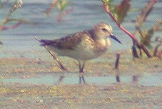 Kleinestrandloper190803